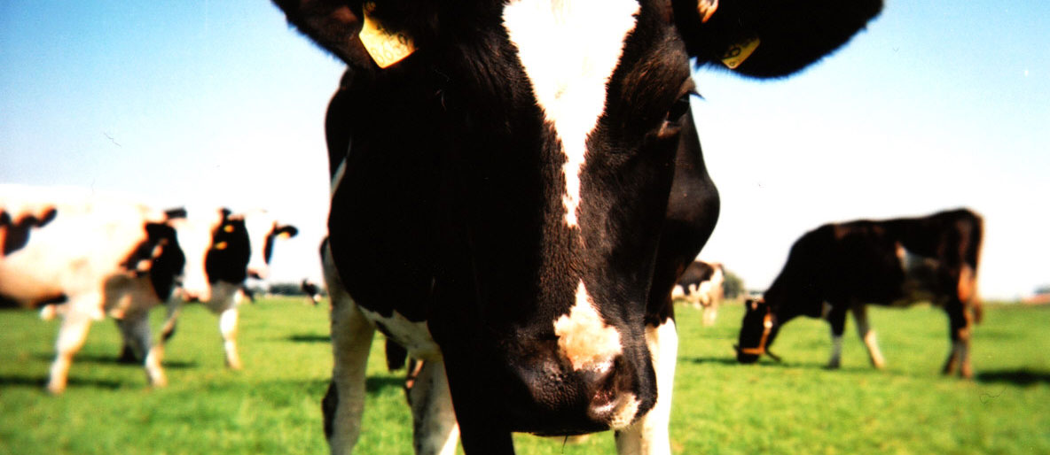 La CNMC amplía el expediente sancionador contra 8 industrias lácteas