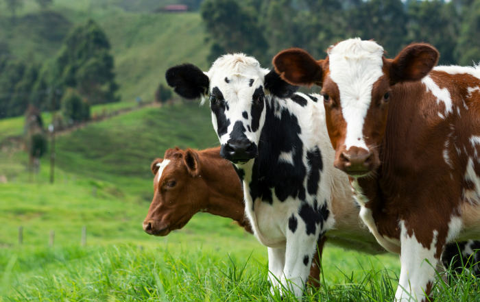 Tres vacas en el campo