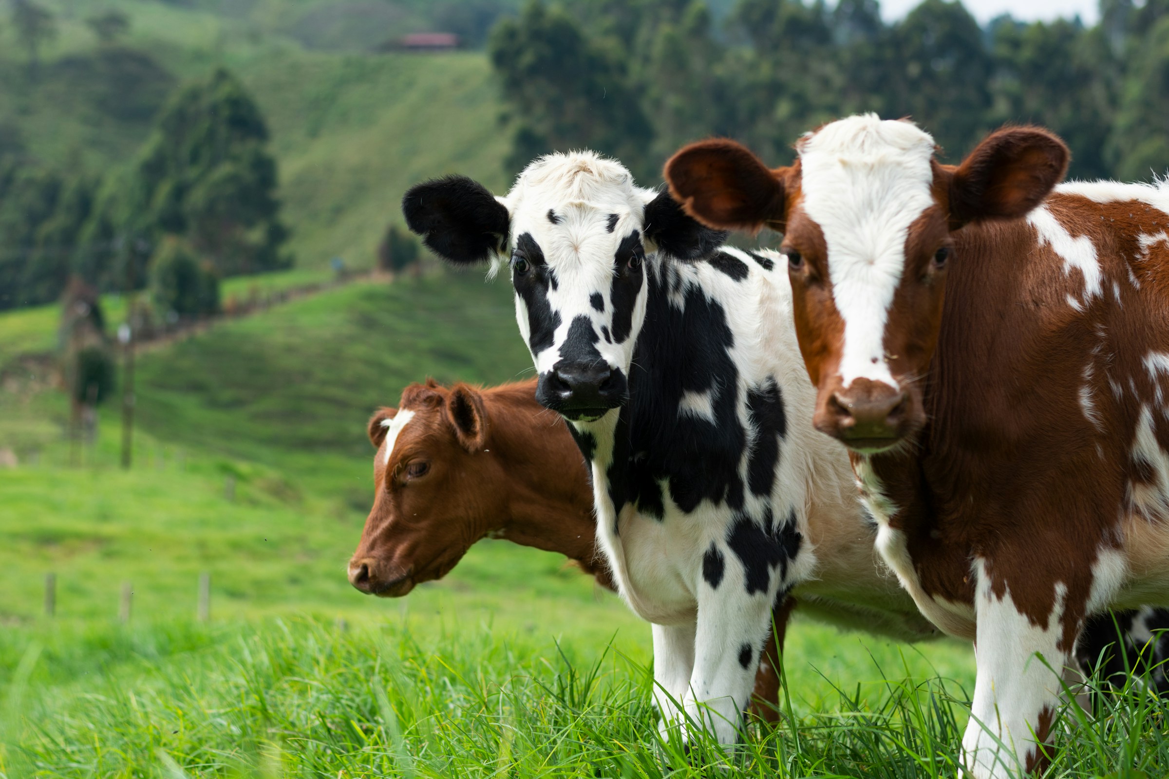 Tres vacas en el campo