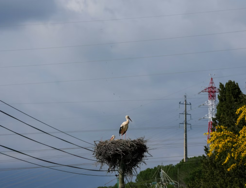 Internet rural: menos brecha, pero no del todo cerrada