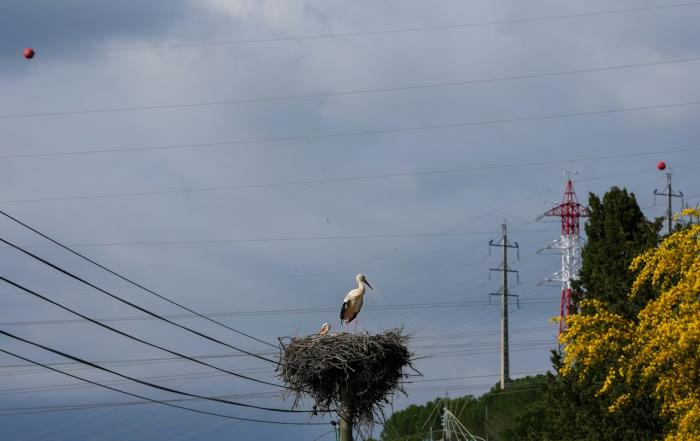 Dos-ciguenas-anidando-en-un-poste-con-lineas-electricas