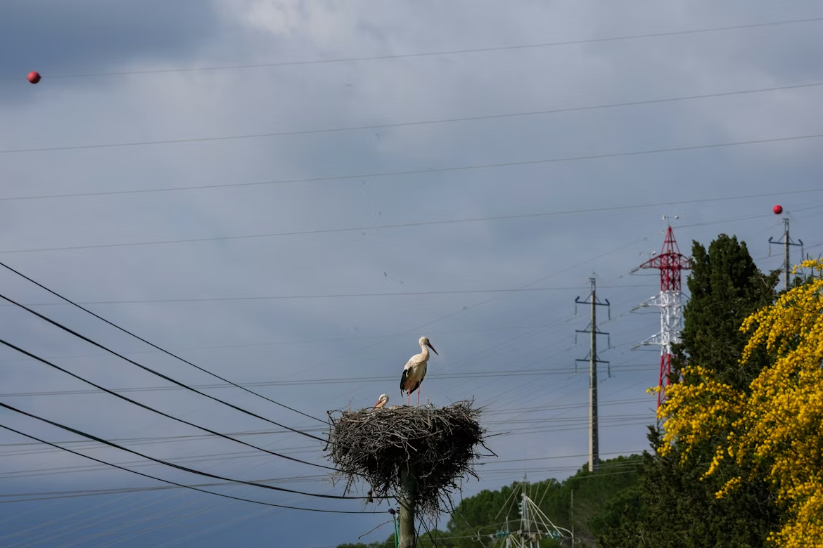Dos-ciguenas-anidando-en-un-poste-con-lineas-electricas