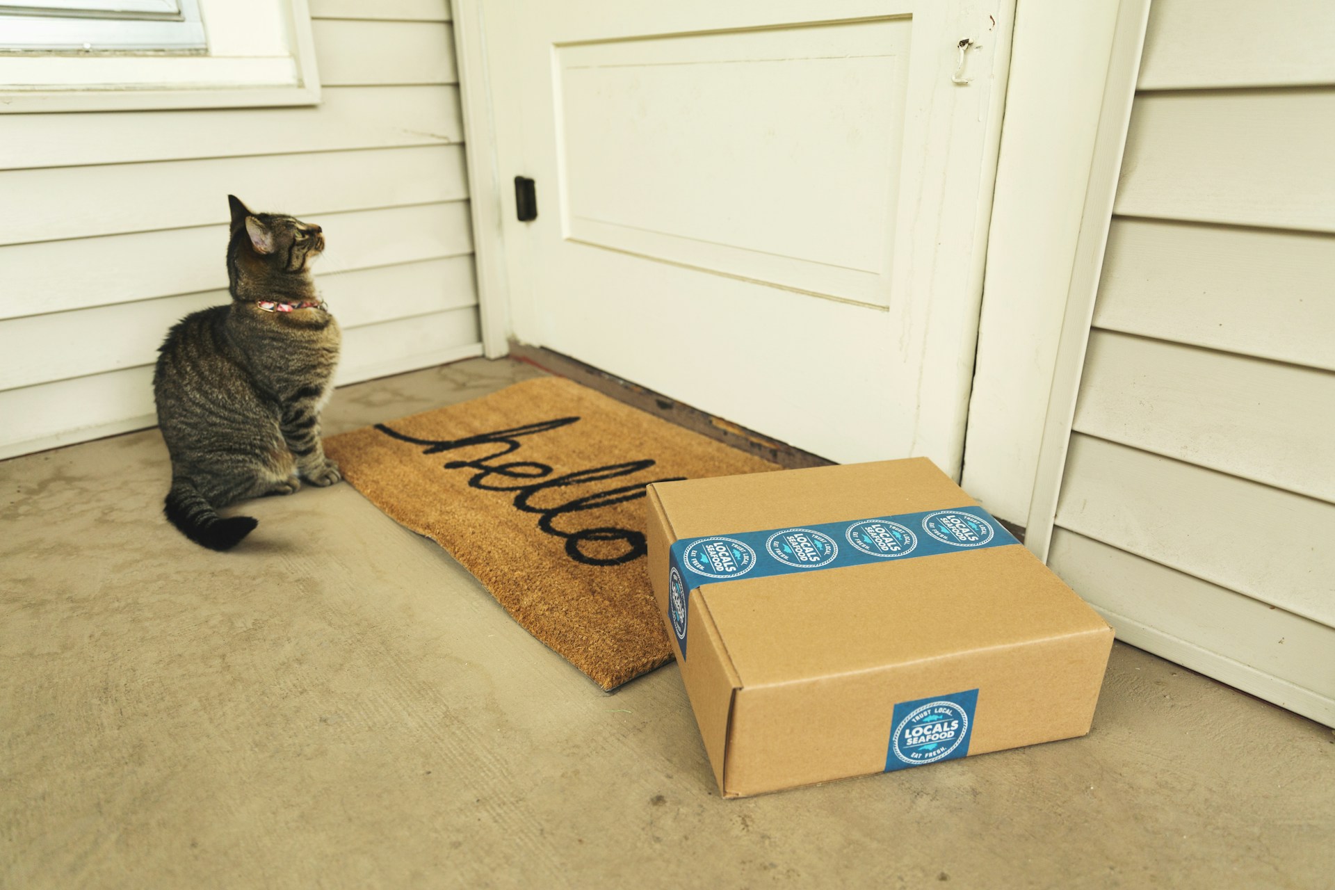 gato y paquete en la puerta