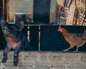 animales granja