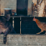 animales granja