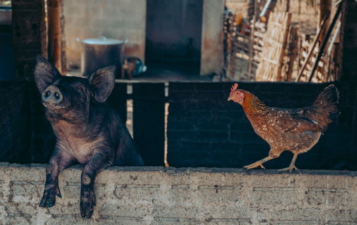 animales granja