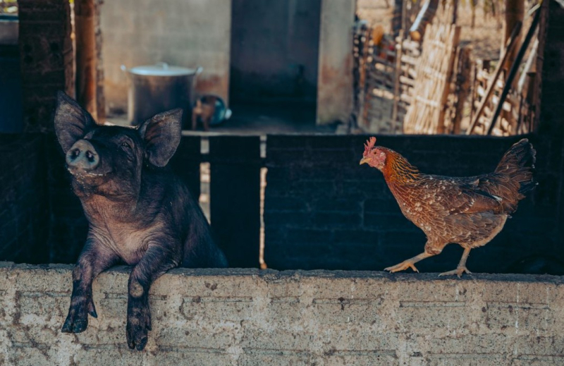 animales granja
