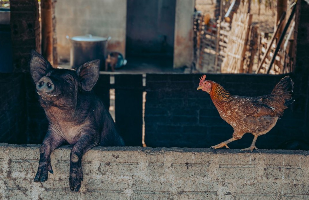 animales granja